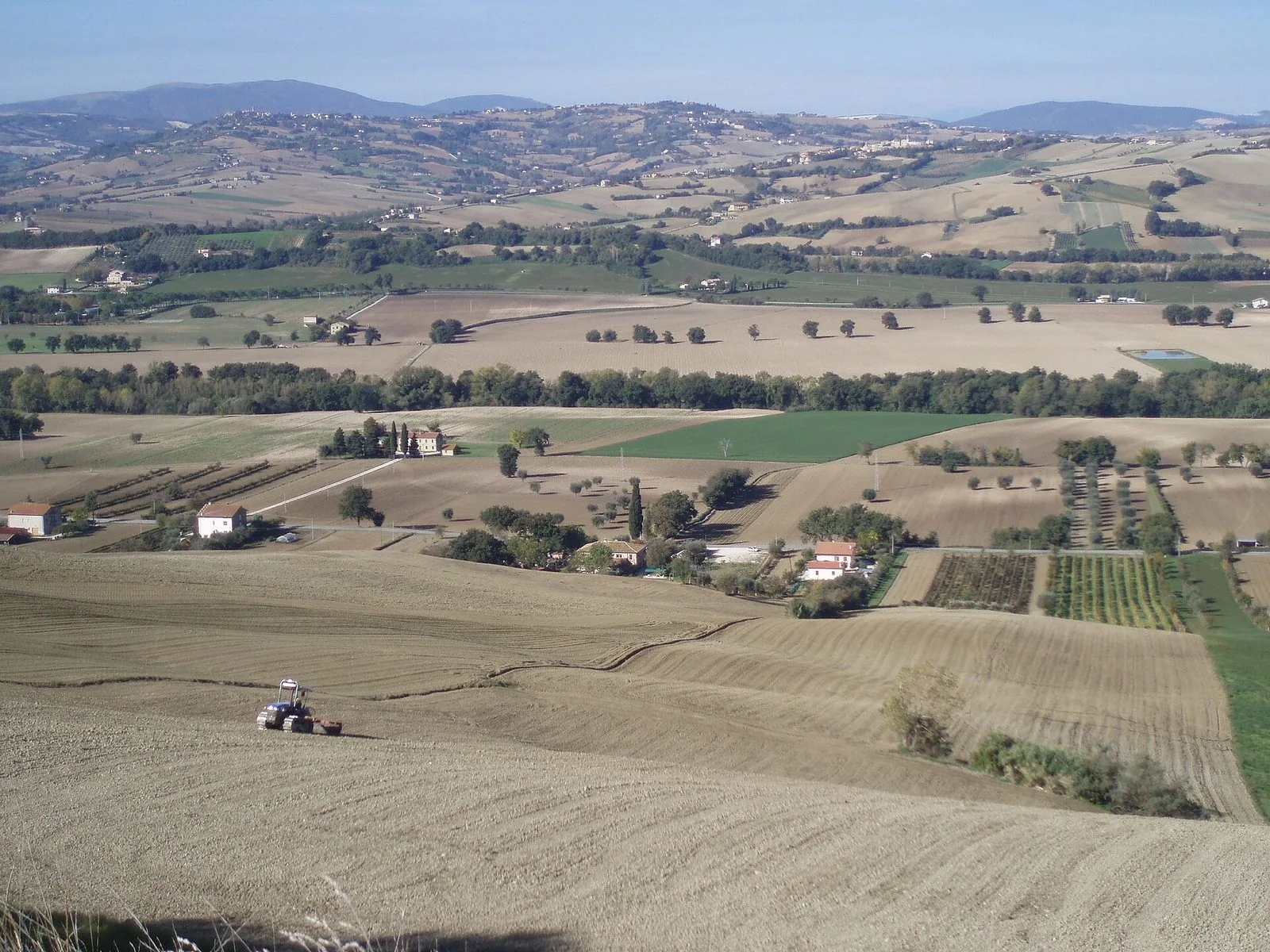 Le colline marchigiane coltivate, fra campi e filari
